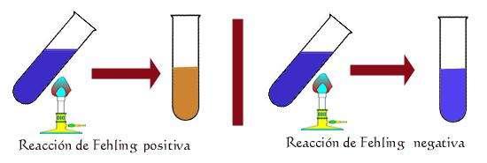 PRÁCTICA: PROBA DE FEHLING Permite comprobar se un glícido é reductor ou non. Os mono e disacáridos excepto la sacarosa son redutores, o resto non.
