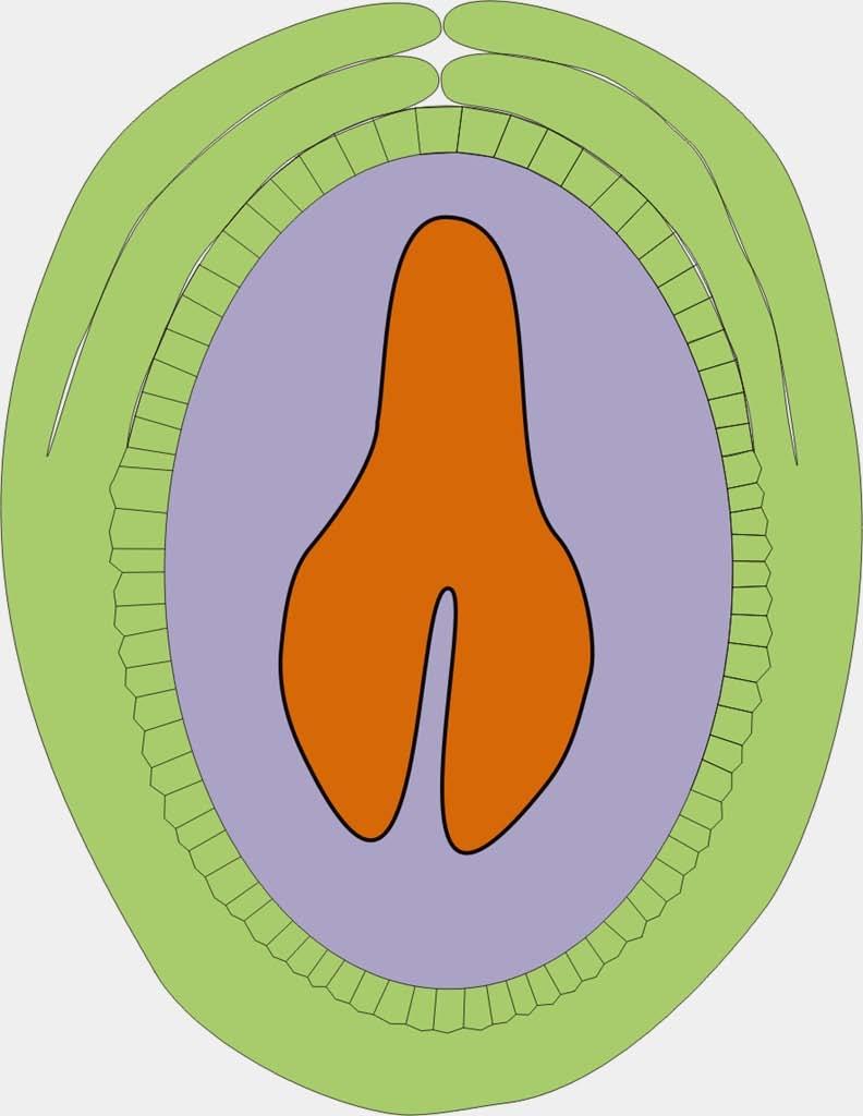 Το ζυγωτό εξελίσσεται σε έμβρυο Το ριζίδιο του εμβρύου