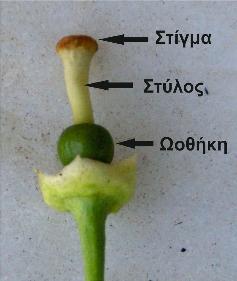 Ο ύπερος