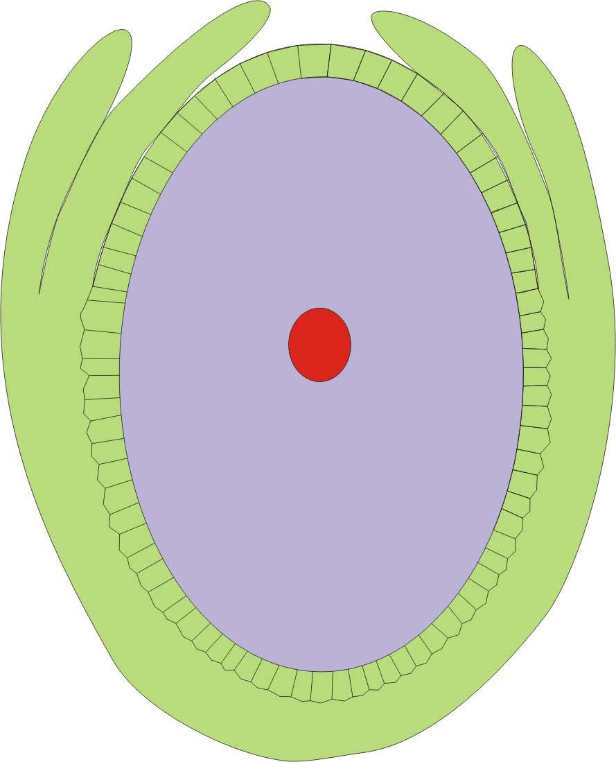 Η δημιουργία του εμβρυόσακκου Το μητρικό μεγασπορίων είναι διπλοειδές κύτταρο,