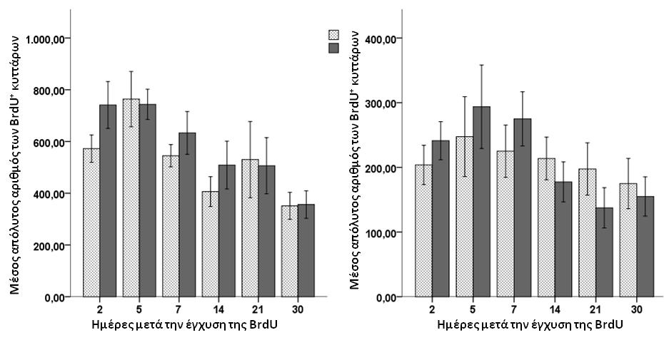 Αριθμός των BrdU + κυττάρων Αριθμός των BrdU + κυττάρων ΑΠΟΤΕΛΕΣΜΑΤΑ Η στατιστική επεξεργασία των αποτελεσμάτων απέδειξε ότι δεν παρατηρείται καμία στατιστικώς σημαντική διαφορά μεταξύ των πληθυσμών