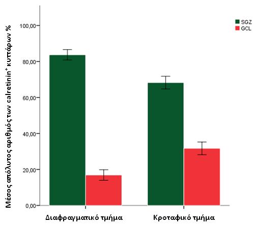 GCL (Β). Κλίμακα= 10μm. Διάγραμμα 3.29: Κατανομή των καλρετινίνη + κυττάρων του διαφραγματικού και του κροταφικού τμήματος της DG στην SGZ ή στην GCL.