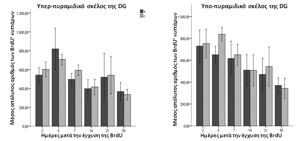 Αριθμός των BrdU + κυττάρων Αριθμός των BrdU + κυττάρων Αριθμός των BrdU + κυττάρων Αριθμός των BrdU + κυττάρων ΑΠΟΤΕΛΕΣΜΑΤΑ τμημάτων της DG του δεξιού και του αριστερoύ ημισφαιρίου (P> 0,05) (Διαγρ.