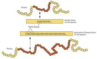Η μοριακή βάση της νόσου είναι η επέκταση των επαναλήψεων της τριάδας νουκλεοτιδίων CAG στο εξώνιο 1 του γονιδίου ΙΤ15 στο χρωμόσωμα 4p16.
