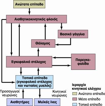 Ιεραρχία κινητικού ελέγχου ΠΡΟΘΕΣΗ Αναμετάδοση της πληροφορίας Εξειδίκευση της θέσης και