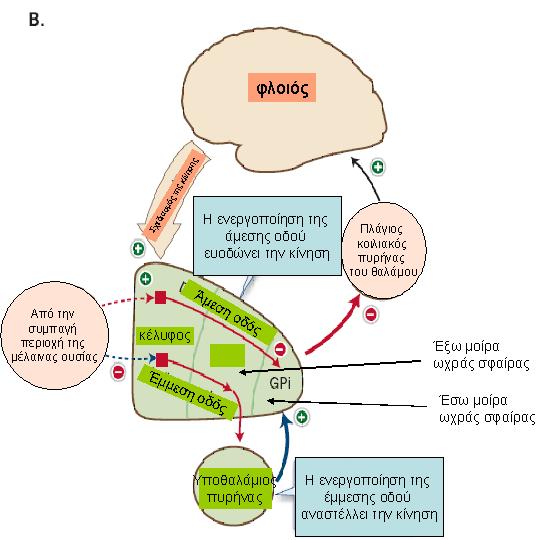 Λειτουργίες των βασικών γαγγλίων Τα βασικά γάγγλια ευοδώνουν την κίνηση «διοχετεύοντας» την ενεργοποίηση μιας ευρύτατης περιοχής του φλοιού προς την συμπηρωματική