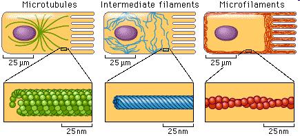 Mikrotubulín α,β rôzne molekuly aktín 23nm cca 10nm 6nm Protofilamenty gliálne fibr.