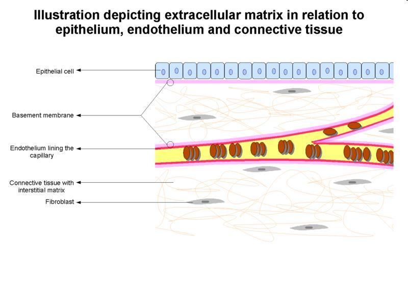 ECM