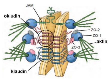 Zonula occludens Najbliže apikalnom regionu epitelne ćelije Lokalizovana mesta srastanja okluzije ćelijskih membrana