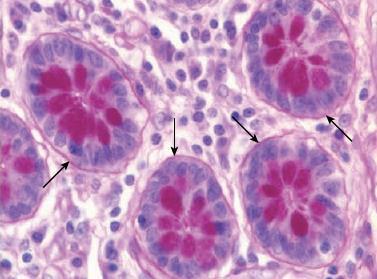 tanak tamno-ružičasti sloj između epitela i vezivnog tkiva Na nivou TEM tanak sloj