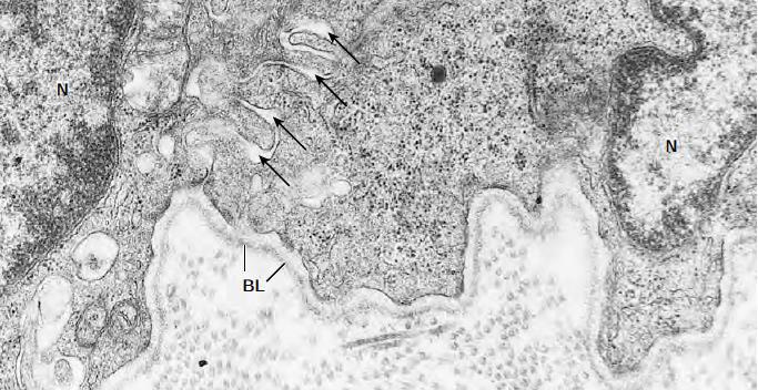 lamine: Matriksni fibrili kolageni tipa IV (najzastupljeniji) Laminini glikoproteini koji