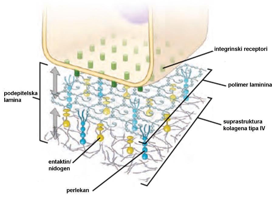mali, sulfonovani glikoproteini, povezuju laminin sa mrežom kolagena IV Proteoglikani