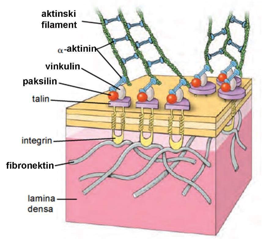 FUNKCIJE PODEPITELSKE LAMINE Povezivanje epitelskih ćelija za podepitelsko vezivno tkivo Kompartmentalizacija razdvajanje epitelnog tkiva od veziva, nerava i mišićnog