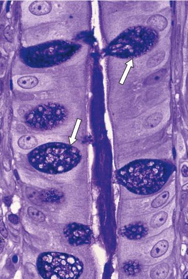 EGZOKRINE ŽLEZDE Podela na osnovu broja ćelija Jednoćelijske a gz z (peharaste mukozne ćelije tankog creva i respiratornog trakta) V š ćelijske a gz z podela na osnovu strukturne organizacije