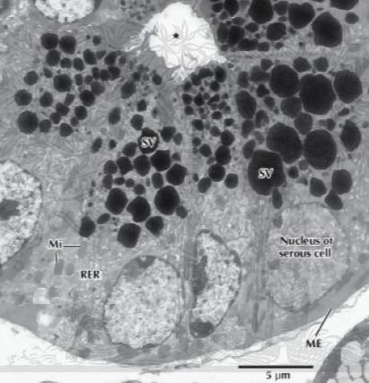 bazalnom regionu ćelije Serozne žlezde Egzokrini