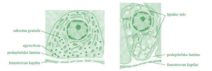 ENDOKRINE ŽLEZDE Ćelije organizovane u vidu ćelijskih traka, izuzetak tireoidea folikuli Najčešće u blizini kapilara Manje izražena polarizovanost ćelija Sekretorni produkti endokrinih žlezda