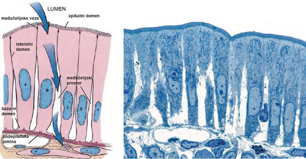Osnovne odlike epitelnih tkiva Pokrivaju površinu tela, telesnih šupljina i šupljih organa, izgrađuju žlezde POKROVNI EPITELI ŽLEZDANI EPITELI Avaskularno tkivo odsustvo krvnih sudova Inervacija