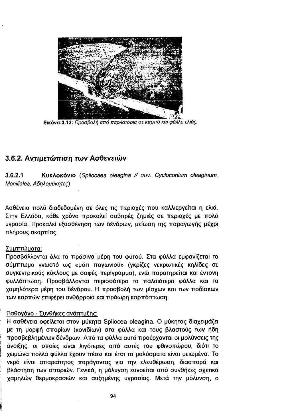 Εικόνα:3.13: Π ρ ο σ βολή απ ό π αρλατόρια σε κα ρ π ό και φ ύλλο ελιάς. 3.6.2. Α ν τ ιμ ε τ ώ π ισ η τ ω ν Α σ θ ε ν ε ιώ ν 3.6.2.1 Κυκλοκόνιο ( Spilocaea oleagina / / συν.