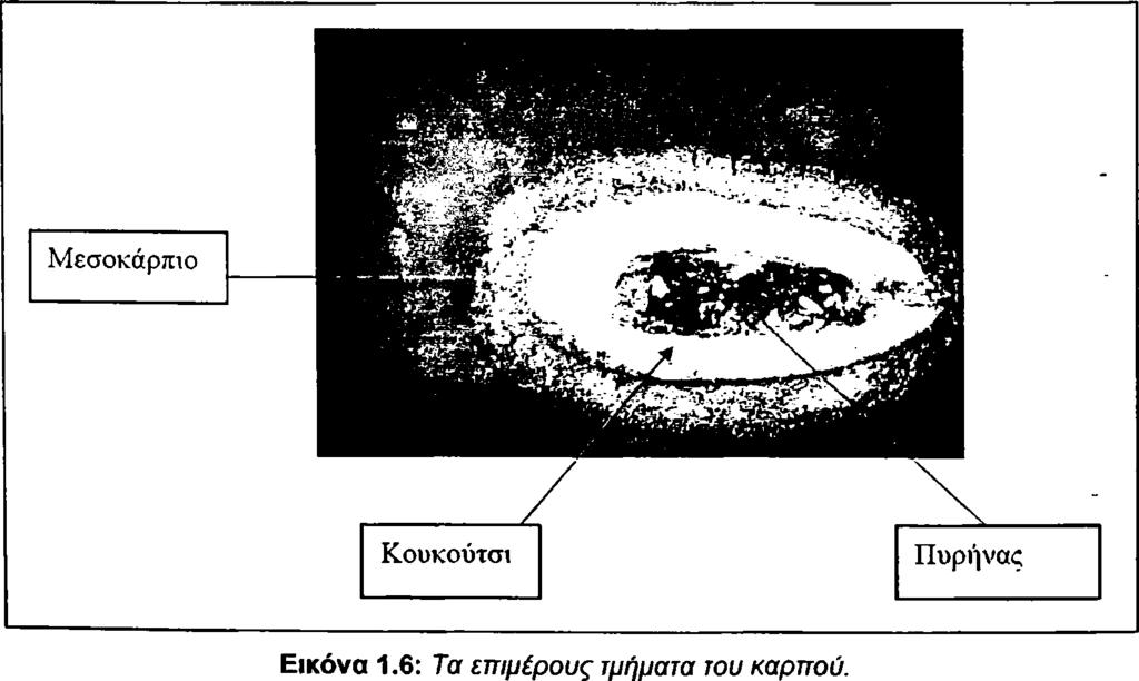 ω ς π ρ ώ ιμ ε ς, ε ν ώ η Κ α λ α μ ώ ν κ α ι η Λ ια ν ο λ ιά Κ ε ρ κ ύ ρ α ς ω ς ό ψ ιμ ε ς.