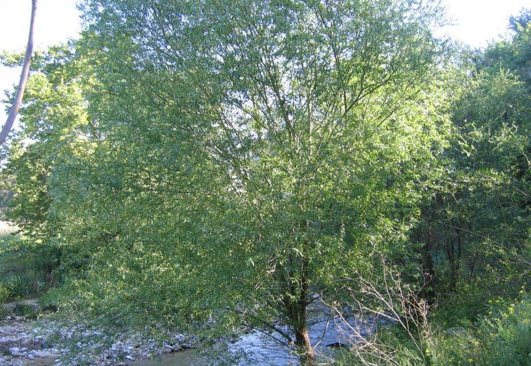 Ακόμα παρατηρήθηκαν σε μικρούς πληθυσμούς η πικροδάφνη (Nerium oleander) και η ιτιά (Salix alba) ενώ
