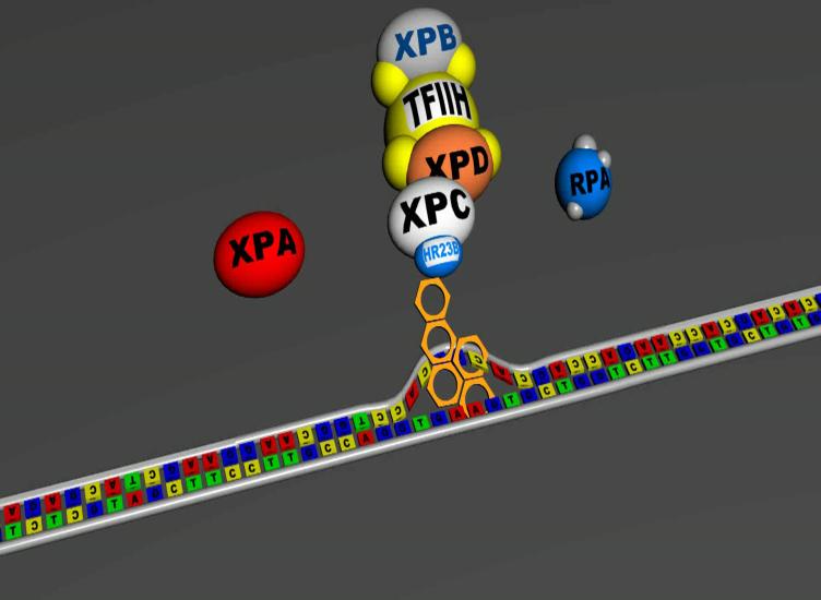 Επίπεδα έκφρασης του γονιδίου ERCC1 (Excision Repair Cross-Complementing factor 1) vtα σύμπλοκα πλατίνας προκαλούν τη δημιουργία εγκάρσιων ομοιοπολικών δεσμών (γέφυρες cross-linking) μέσα στην ίδια ή