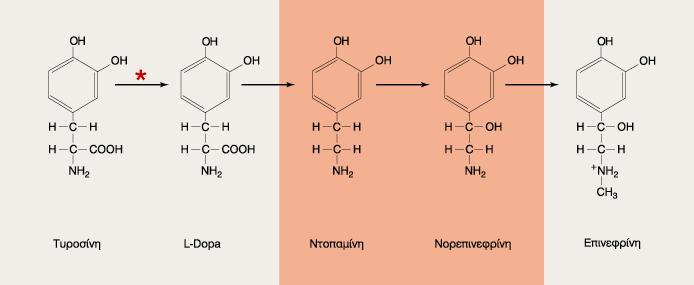 Η Νοραδρεναλίνη (ΝΑ, επίσης νορεπινεφρίνη ΝΕ) είναι νευροδιβιβαστής που απελευθερώνεται από τους ΝΑεργικούς νευρώνες στο ΚΝΣ, τους μεταγαγγλιονικούς