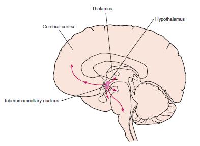 Ισταμίνη Παράγεται από νευρώνες που βρίσκονται στον tuberomammilary nucleus (φυματο-μαστικός πυρήνας?) μέσα στον υποθάλαμο. Στέλνουν άξονες σε όλο τον εγκέφαλο και ρυθμίζουν την εγρήγορση.