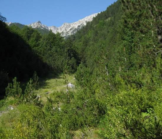 ίχνος ανάμεσα σε ρόμπολα. Η λήψη έγινε κοιτώντας προς τα πίσω.