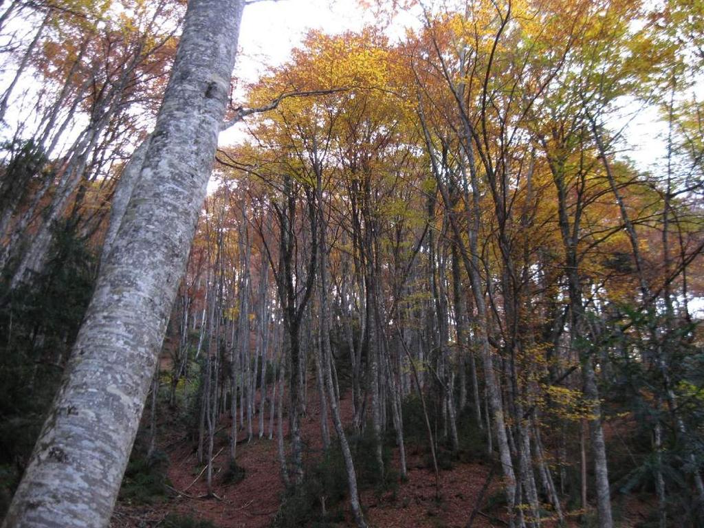 Φωτογράφος: Μπάμπης Γκιριτζιώτης Εικόνα 29: Δάσος νεαρών δέντρων