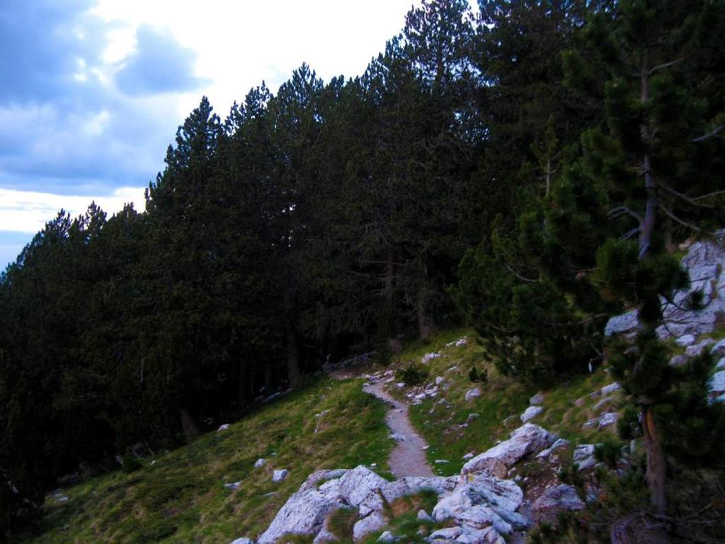 Από το υψόμετρο των 1600 μέτρων σταδιακά η Pinus nigra αντικαθίσταται από το Pinus heldreichii (ρόμπολο) το οποίο δημιουργεί στον Όλυμπο το υψηλότερο δασοόριο της Ευρώπης (2400μ.