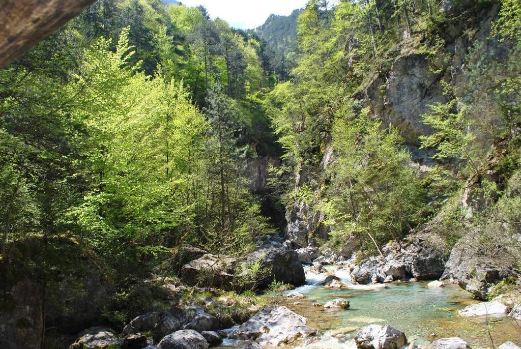 Ήδη από χαμηλότερα υψόμετρα σε περιοχές όπου το δάσος έχει υποβαθμιστεί εμφανίζονται ορεινά λιβάδια (σε υποαλπικά υψόμετρα).