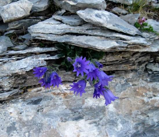 Το ενδημικό είδος Campanula oreadum. Φύεται σε υψόμετρα 1900 2900 μέτρων, σε ασβεστολιθικούς βράχους, πετρώδεις πλαγιές και βραχώδη εδάφη.
