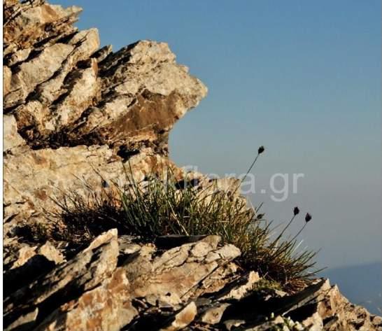 H φωτογραφία λήφθηκε πό τον ιστότοπο www.greekflora.gr. Το ενδημικό είδος Viola striis notata. Φύεται σε υψόμετρα 2400 2900 μέτρων, σε σάρες.