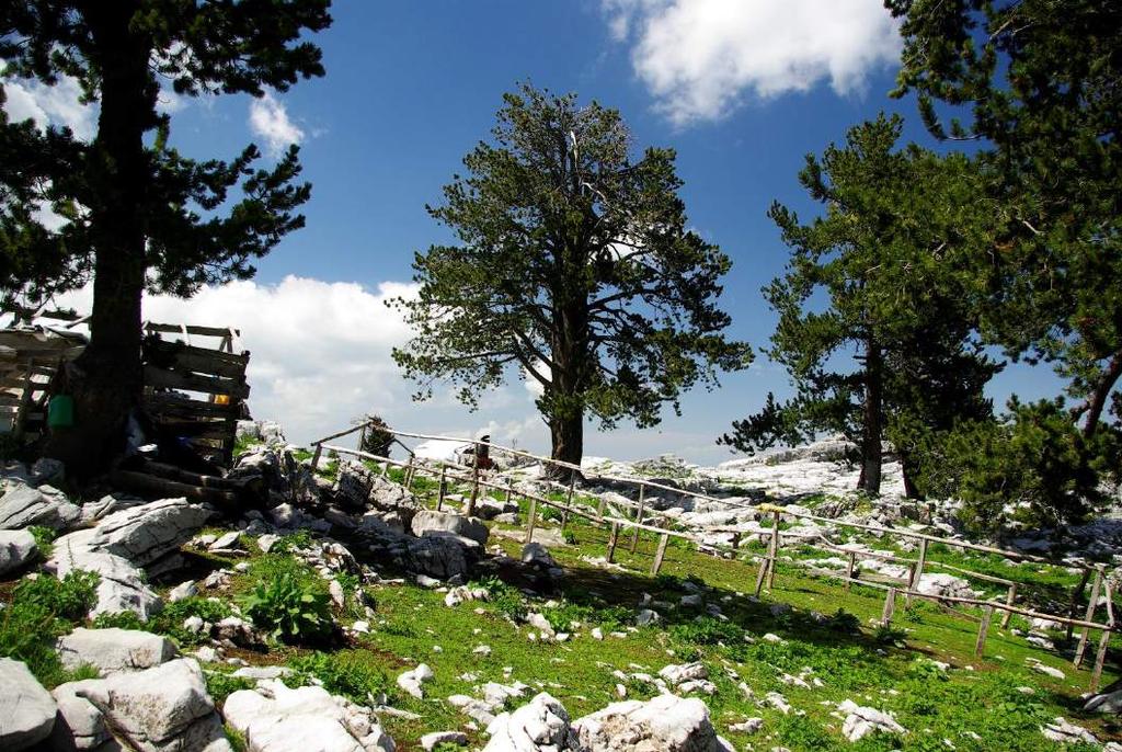 υψόμετρο), πάνω στο κεντρικό μονοπάτι που συνέδεε τον Κοκκινοπλό με την Πιερία. Φωτογράφος: Δεληγιάννης Βασίλης.