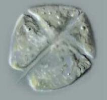 Dreissena polymorpha 4.1.