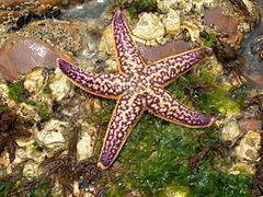 4.1.3 Αστερίας amurensis (Asterias amurensis). Στις αρχές του 1980, ο Asterias amurensis εισέβαλε στα θαλασσινά νερά της Αυστραλίας μέσα από την Ανατολική Ασία.