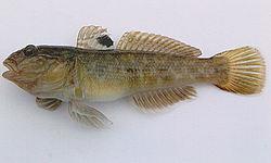 4.1.5 Neogobius melanostomus (Round Goby fish).