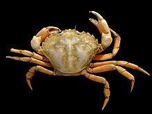 4.1.7 Πράσινα καβούρια (Carcinus maenas). Αυτό το καβούρι συνήθιζε να ζει στην Ευρωπαϊκή ακτή του Ατλαντικού ωκεανού.
