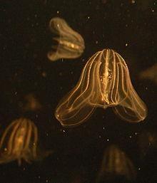 4.1.9 Mnemiopsis Leidy (American comb jelly or comb jellyfish or sea gooseberry/ walnut).