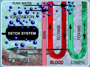 Μέσα από χημικές διαδικασίες το κύτταρο αποβάλλει τις τοξίνες μέσω των απεκκριτικών οργάνουν και της λέμφου.