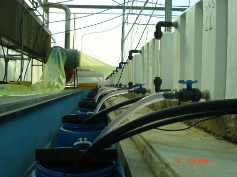Εικόνα 3.2. Δοχεία συμπλήρωσης (άσπρα) και συλλογής-παροχής (μπλε) του θρεπτικού διαλύματος σε υδροπονική καλλιέργεια NFT. 3.3. Σύστημα καλλιέργειας σε ρηχό ρεύμα θρεπτικού διαλύματος (NFT) Με τη μέθοδο αυτή οι ρίζες των φυτών αναπτύσσονταν σε ένα ρηχό ρεύμα ανακυκλούμενου θρεπτικού διαλύματος.