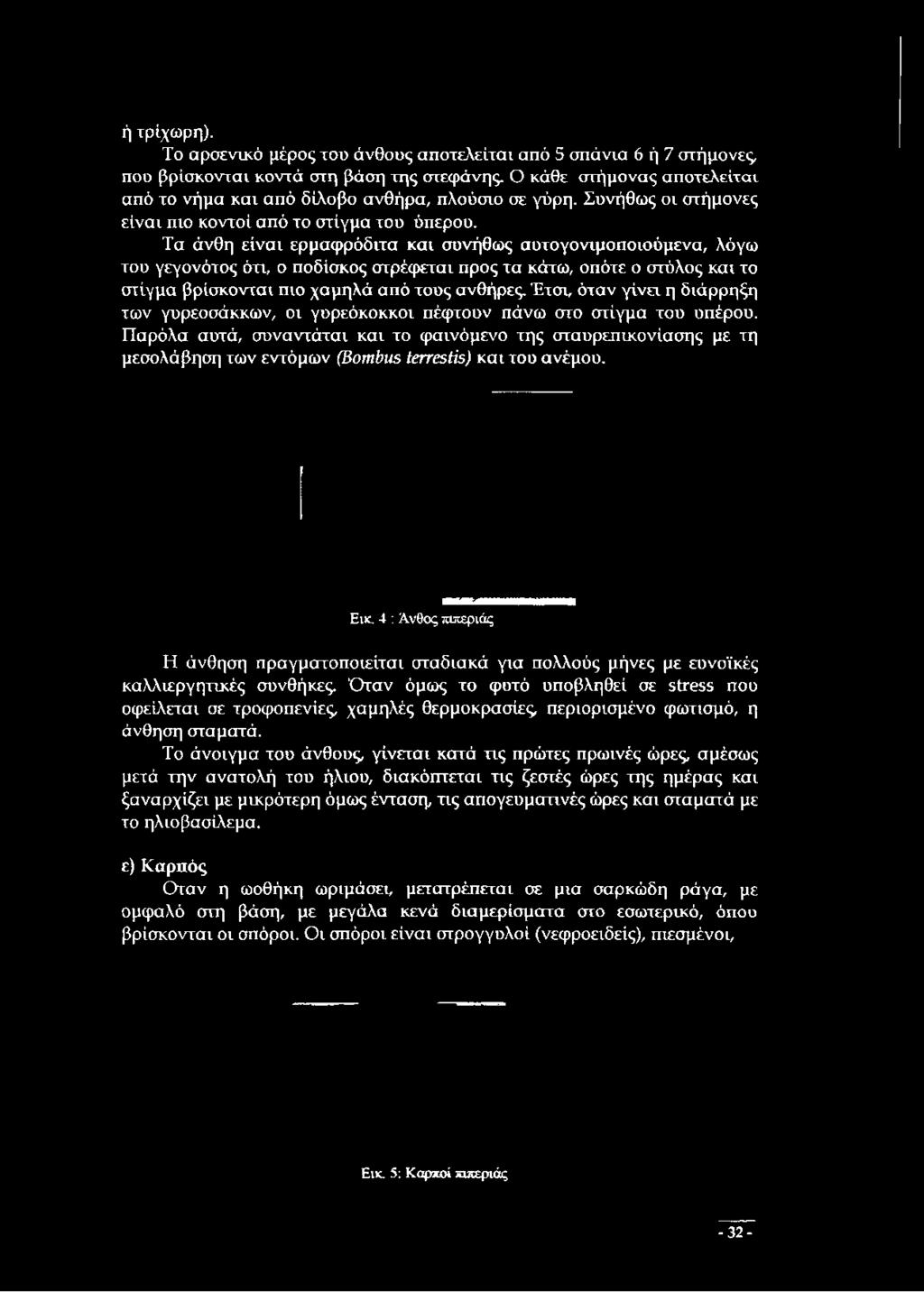 Τα άνθη είναι ερμαφρόδιτα και συνήθως αυτογονιμοποιούμενα, λόγω του γεγονότος ότι, ο ποδίσκος στρέφεται προς τα κάτω, οπότε ο στύλος και το στίγμα βρίσκονται πιο χαμηλά από