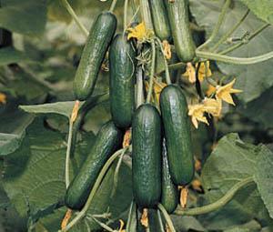 Κατηγορίες ανάλογα με το μέγεθος-χρήση-πώληση Καρποί μικρόκαρπων υβριδίων (Mini cucumbers ή Beit Alpha): Διάδοση τα τελευταία χρόνια για νωπή