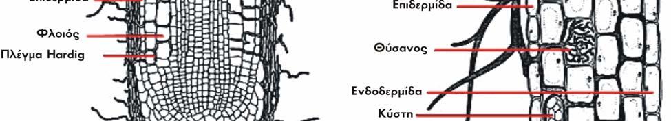 Πολλά είδη αυτότροφων οργανισμών, που δεν σχηματίζουν ριζικά τριχίδια ή και ρίζες, μπορούν να υπάρχουν σε ορισμένες περιοχές γιατί σχηματίζουν μυκόρριζες (Fitter 2005). 1.