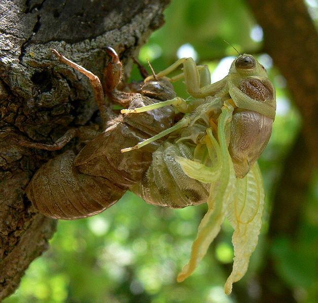 (χιτύνη), εύναι ςυςτατικϊ των ζωικών γλυκοπρωτεινών και εύναι παρϐντα ςε οριςμϋνουσ μϑκητεσ