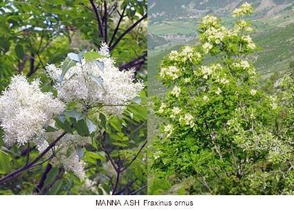 Fraxinus ornus L., leaceae Μελία Η μελύα, εύδοσ τησ Μεςογεύου. Με χϊραξη του φλοιοϑ κατϊ τη διϊρκεια ξηρόσ και ζεςτόσ εποχόσ παραλαμβϊνεται ϋκκριμα, το μϊννα.