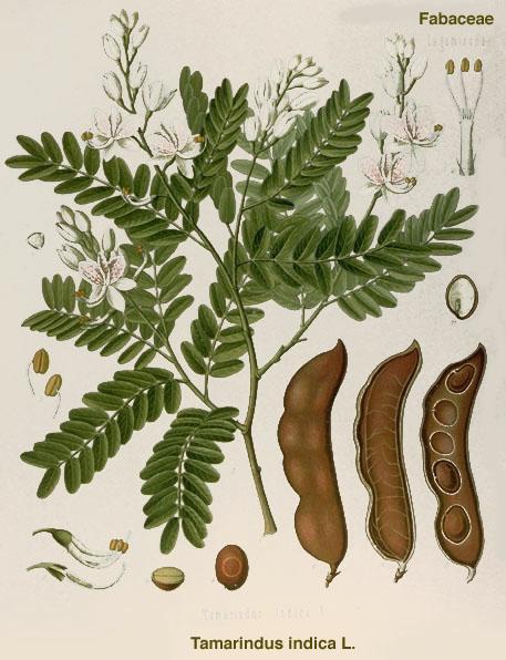 ΣΑΜΑΡΙΝΔΟ (TAMARIND) Tamarindus indica L., Caesalpiniaceae Η ςϊρκα του ϋχει χρώμα καφϋ-ερυθρωπϐ, γεϑςη όπια και γλυκιϊ και εύναι πλοϑςια ςε πηκτύνη και μονοςακχαρύτεσ (20-40%).