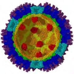 Δομή των πικορναϊών Οι Ρεοϊοί είναι RNA ιοί με διάμετρο 60-75 nm, μη ελυτροφόροι και έχουν εικοσάεδρο καψίδιο. Είναι ανθεκτικοί στη θερμότητα, σε μεγάλη περιοχή ph και στους λιπιδιακούς διαλύτες.
