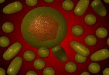 Παρβοϊοί (Parvoviridae) Οι παρβοϊοί είναι οι μικρότεροι DNA ιοί ζώων με διάμετρο 18-26 nm. Δύο από τα τρία γένη της οικογένειας αυτής, οι Parvovirus και Dependovirus, μπορούν να μεταδοθούν με το νερό.