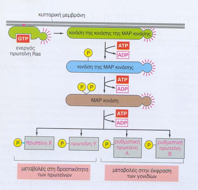 ΕΝΕΡΓΟΠΟΙΗΣΗ ΤΗΣ ΠΡΩΤΕΪΝΗΣ Ras: Η Ras ενεργοποιεί μια σειρά φωσφορυλιώσεων των MAP κινασών ΗΜΑΡκινάση φωσφορυλιώνει ρυθμιστικές πρωτεΐνες γονιδίων σε κατάλοιπα σερίνης θρεονίνης H Ras ανήκει στην